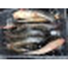 Frozen Cat Fish / Catfish, taille 1-2kg, 2-4kg et 4kg +